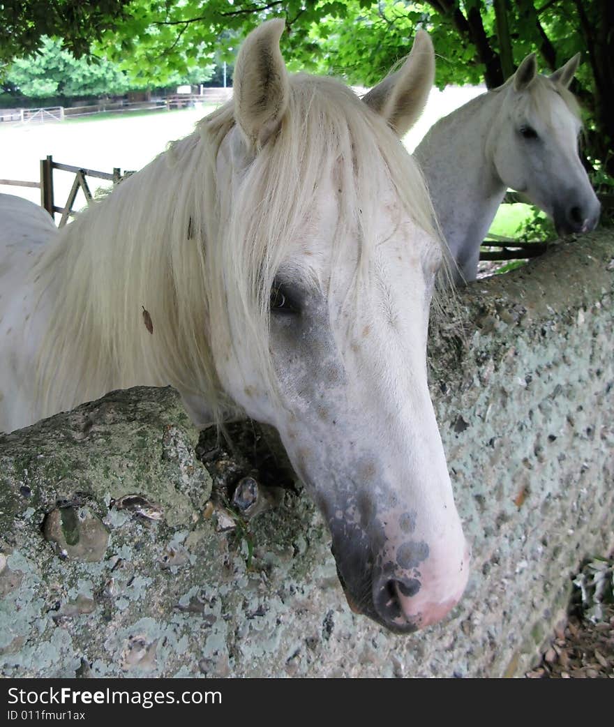 Friendly white mare and stallion waiting for an apple