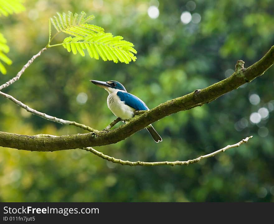 White collared kingfisher, halcyon chloris, high on a branch in a tree. White collared kingfisher, halcyon chloris, high on a branch in a tree