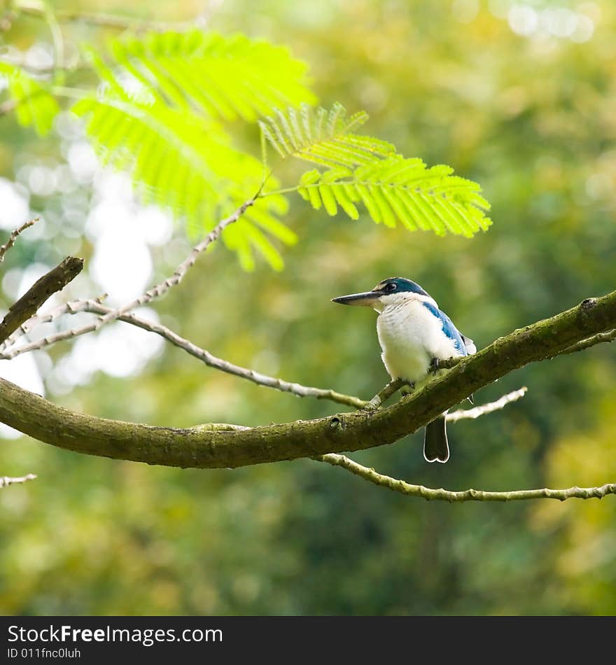 Kingfisher in Tree