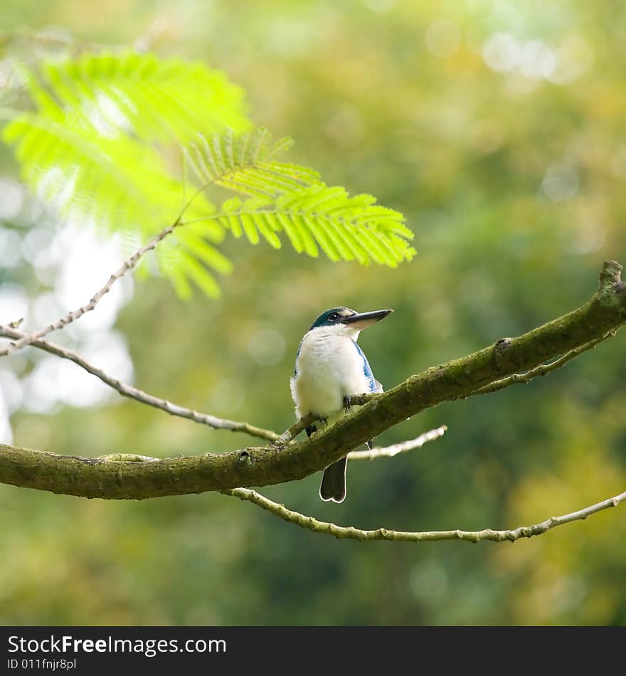 White collared kingfisher, halcyon chloris, high on a branch in a tree. White collared kingfisher, halcyon chloris, high on a branch in a tree