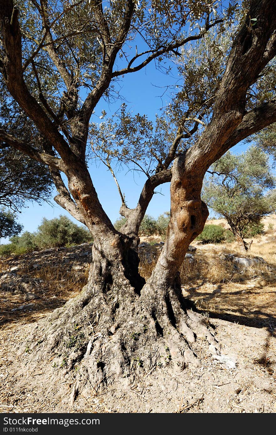 Aged olive tree on a hill