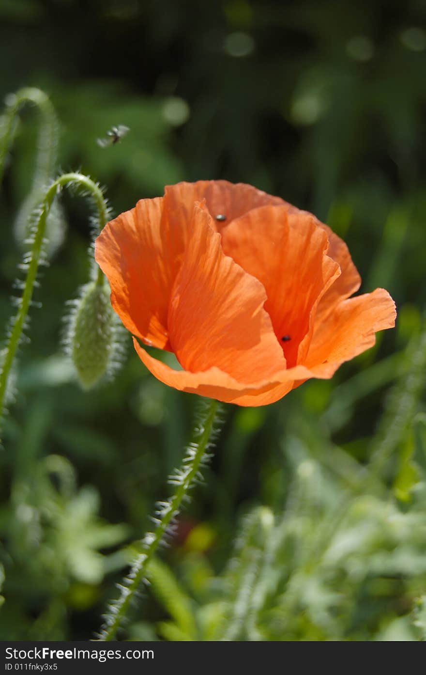 Poppies