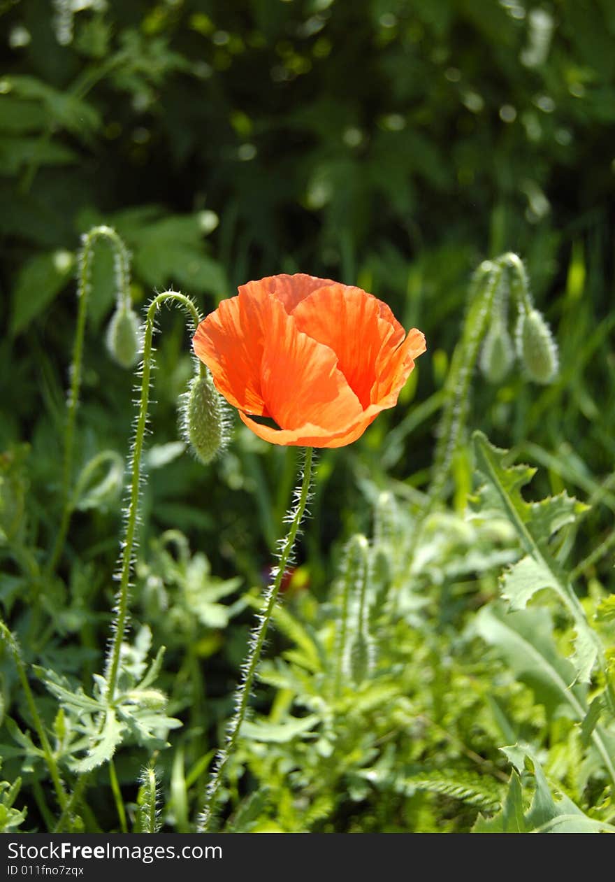 Poppies