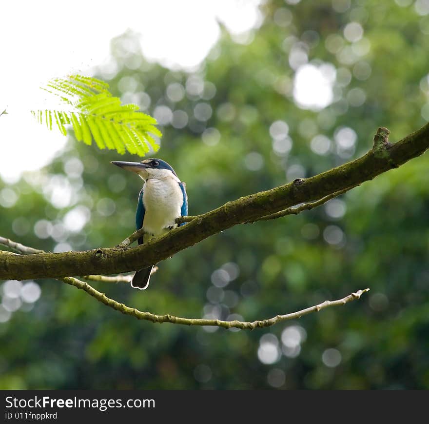 Kingfisher in Tree