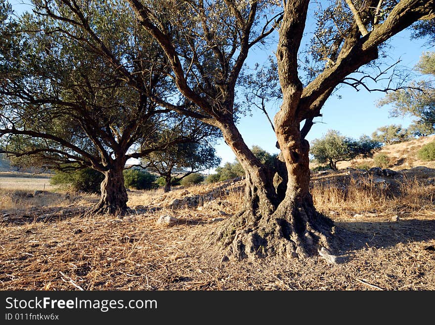 Aged olive tree on a hill