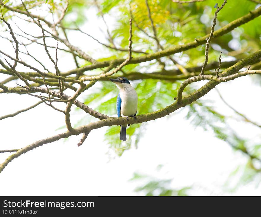 White collared kingfisher, halcyon chloris, high on a branch in a tree. White collared kingfisher, halcyon chloris, high on a branch in a tree