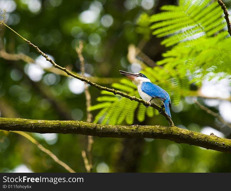 White collared kingfisher, halcyon chloris, high on a branch in a tree. White collared kingfisher, halcyon chloris, high on a branch in a tree