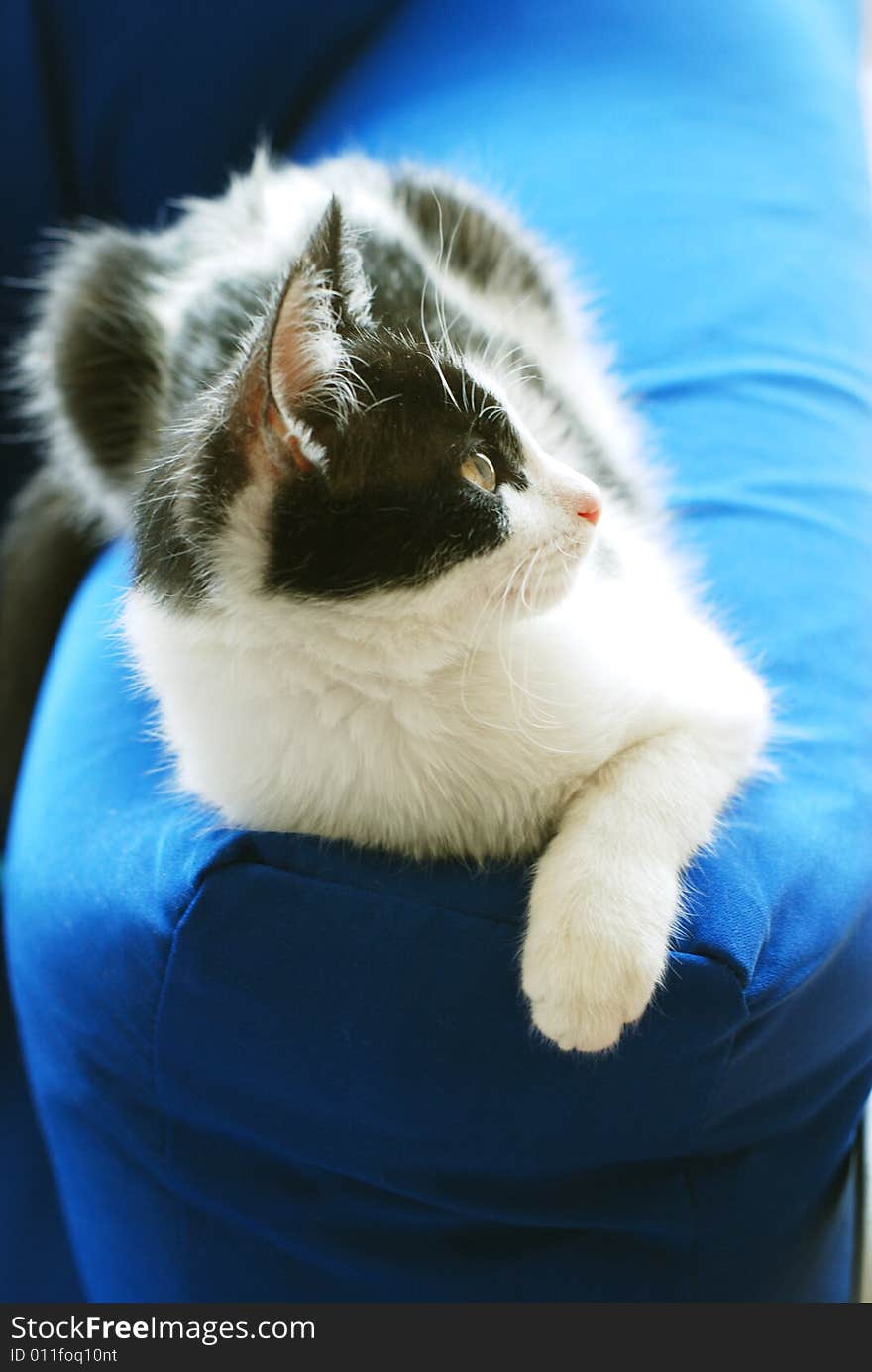 Cat lying on the sofa and watching through the window. Cat lying on the sofa and watching through the window