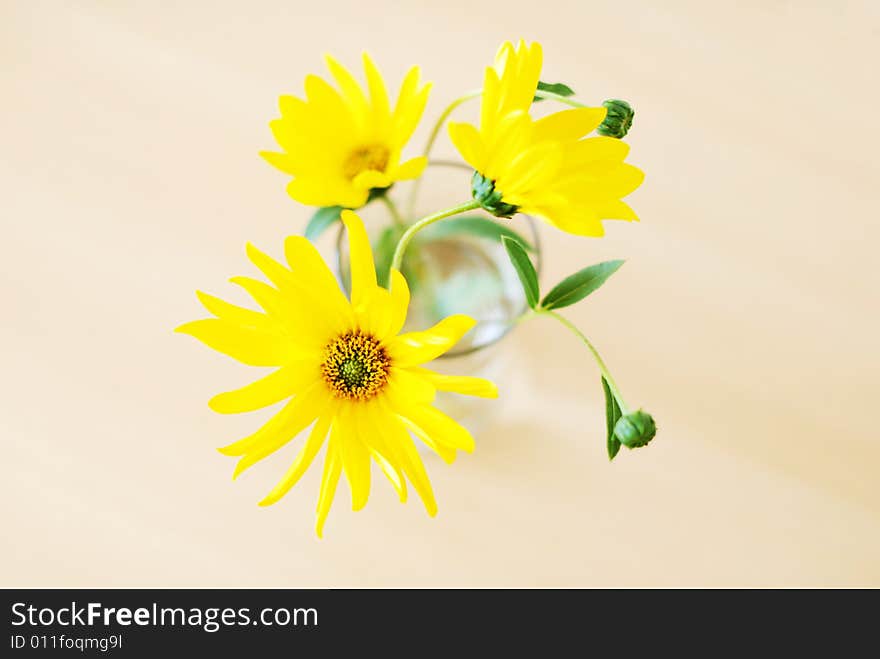 Yellow flower in vase from top. Yellow flower in vase from top