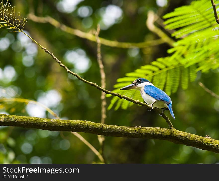 White collared kingfisher, halcyon chloris, high on a branch in a tree. White collared kingfisher, halcyon chloris, high on a branch in a tree