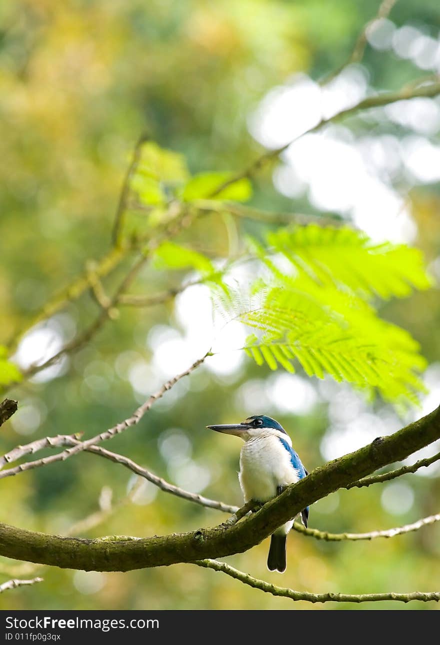 Kingfisher in Tree