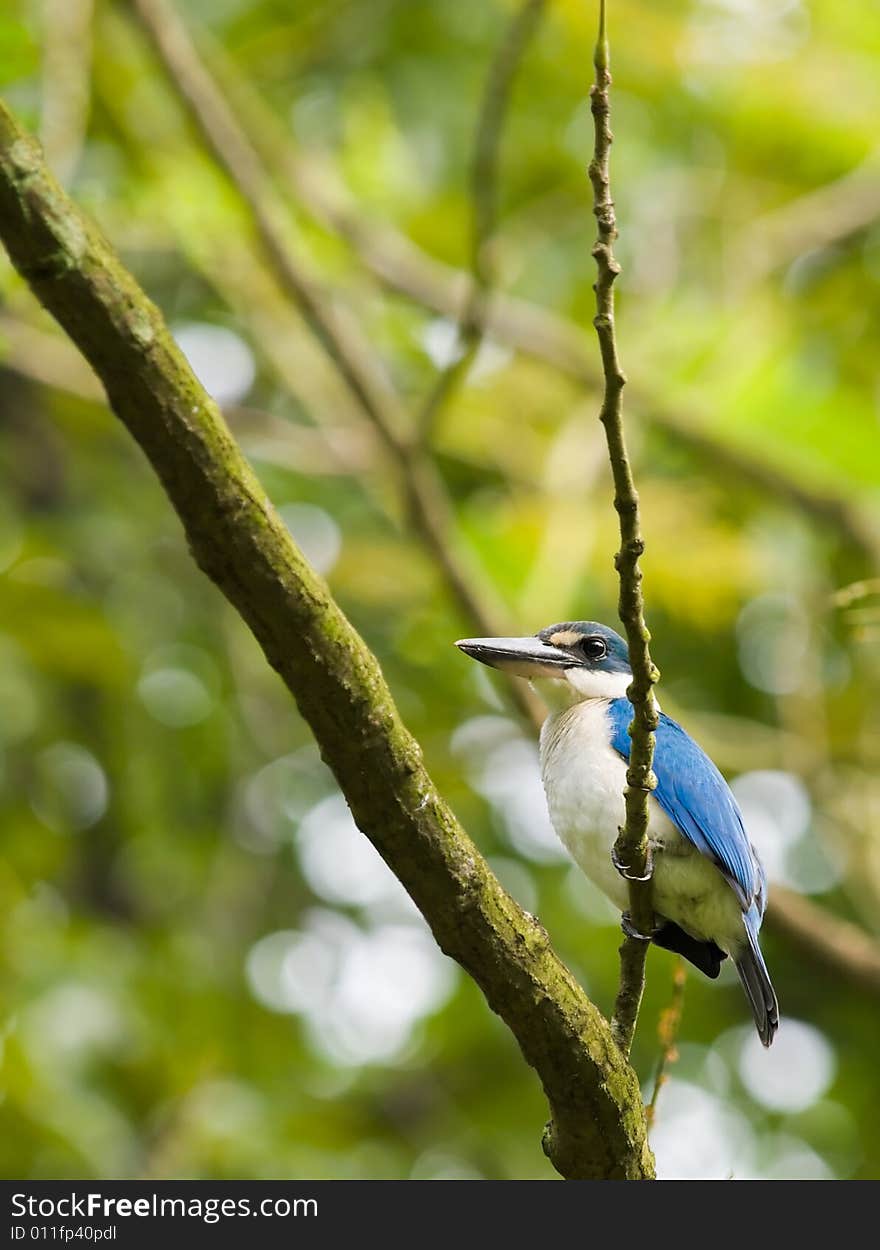 Kingfisher in Tree