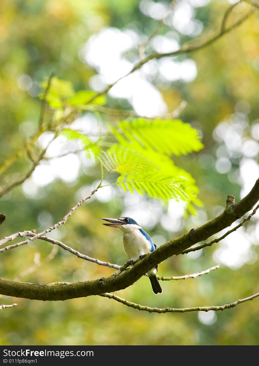 Kingfisher in Tree