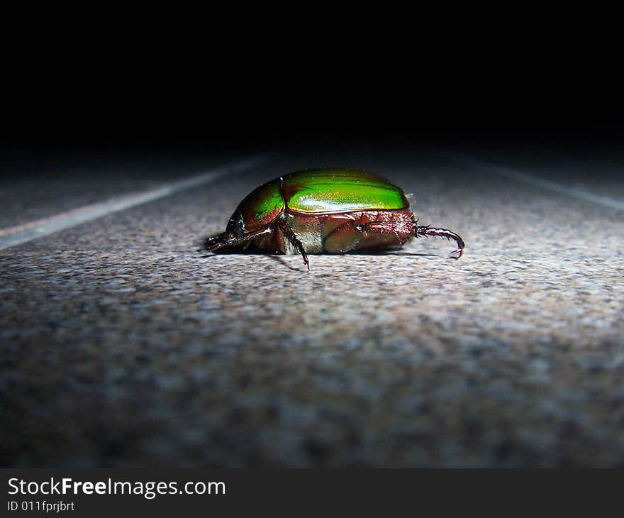 A beatle which picture I took on my porch. A beatle which picture I took on my porch.