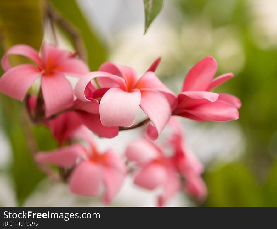 Frangipani Cluster