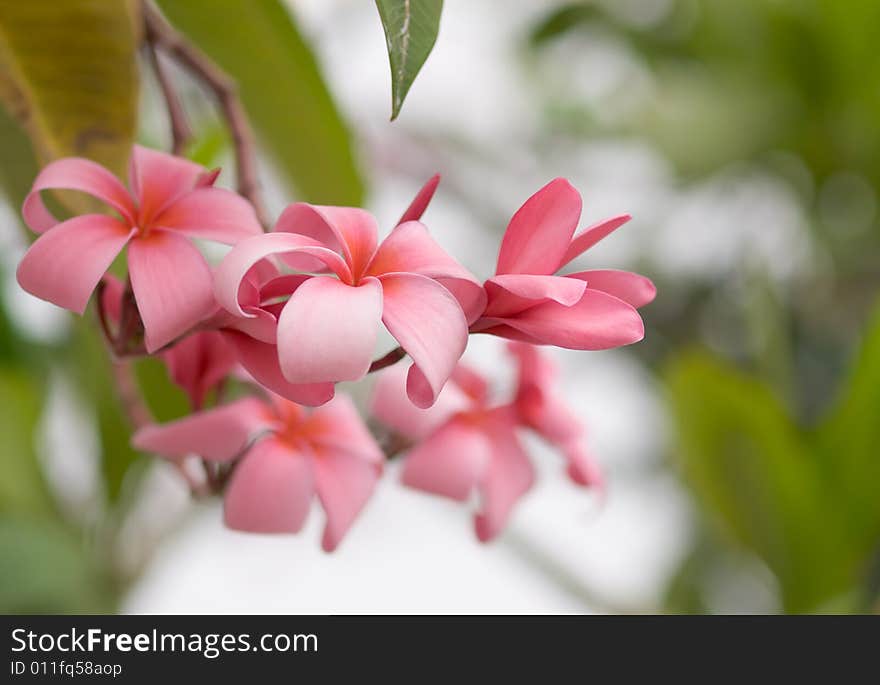 Frangipani Cluster