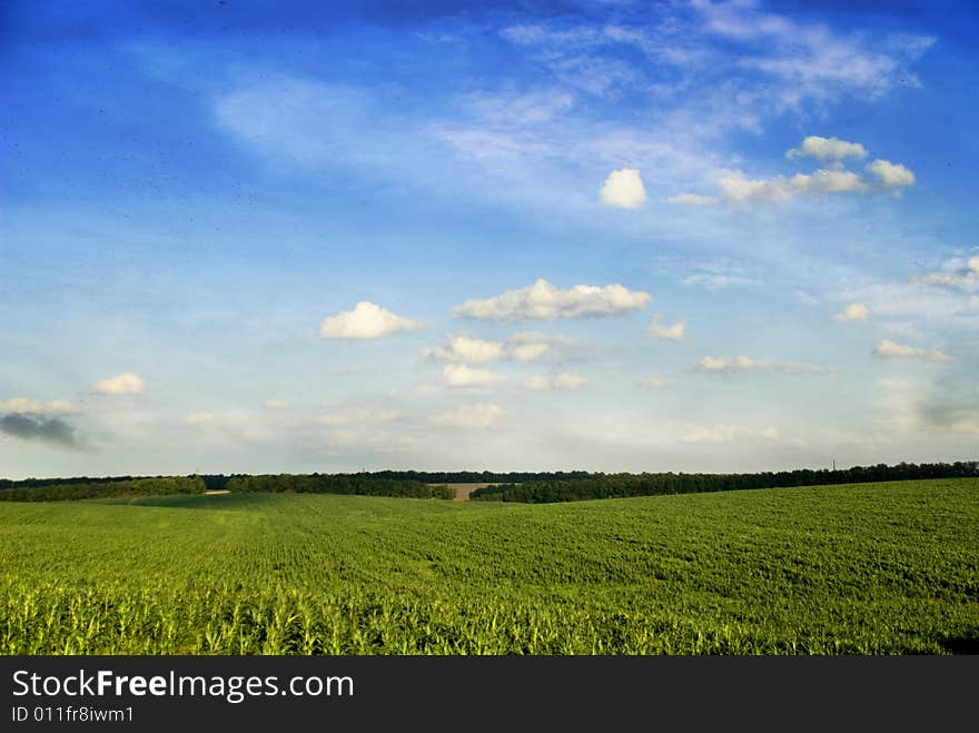 Meadow with green grass and blue sky with clouds. Meadow with green grass and blue sky with clouds