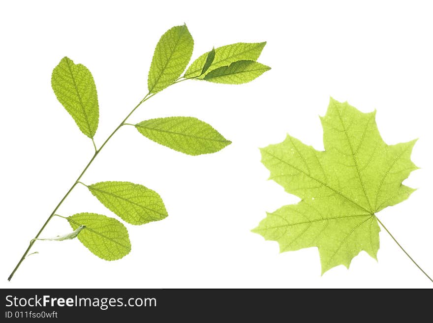 Leaves on white