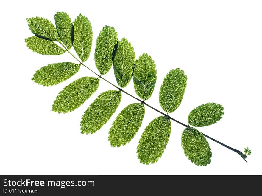 Leaves isolated on white background. Leaves isolated on white background