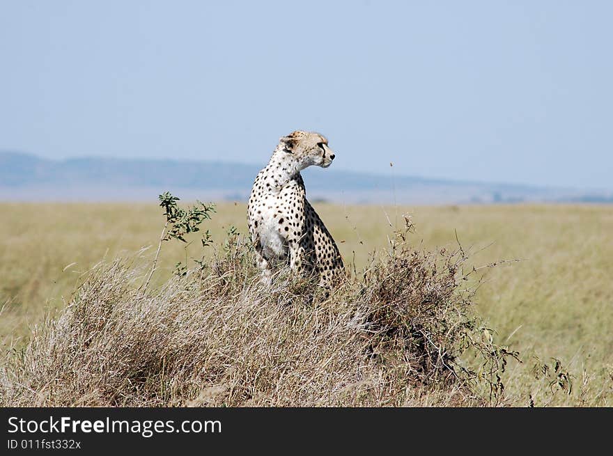 African cheetah on watch in Serengeti, Tanzania