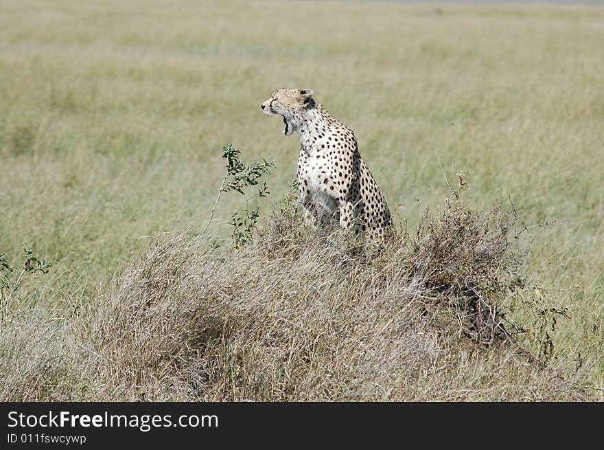 African cheetah on watch in Serengeti, Tanzania