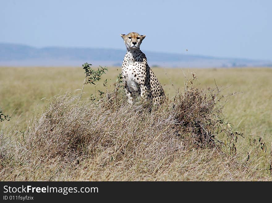 African cheetah on watch in Serengeti, Tanzania