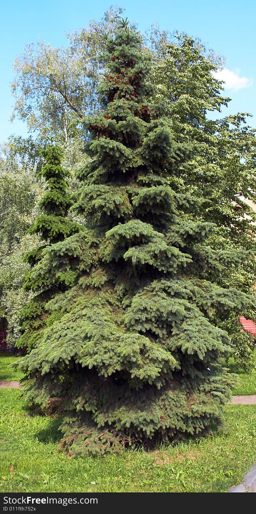 Fur-tree in summer day in a city