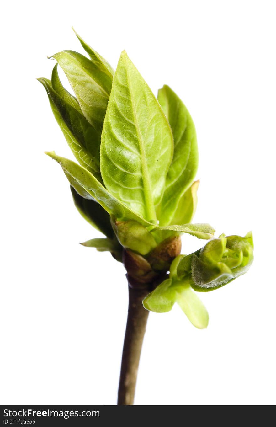 Plant isolated on white background.