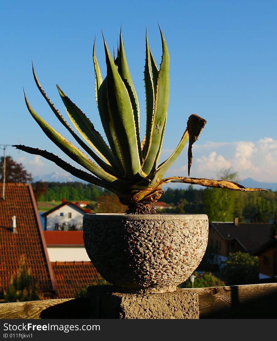 Decorative  a plant in a concrete cup on a background of clouds of roofs of a tile and skies. Decorative  a plant in a concrete cup on a background of clouds of roofs of a tile and skies.