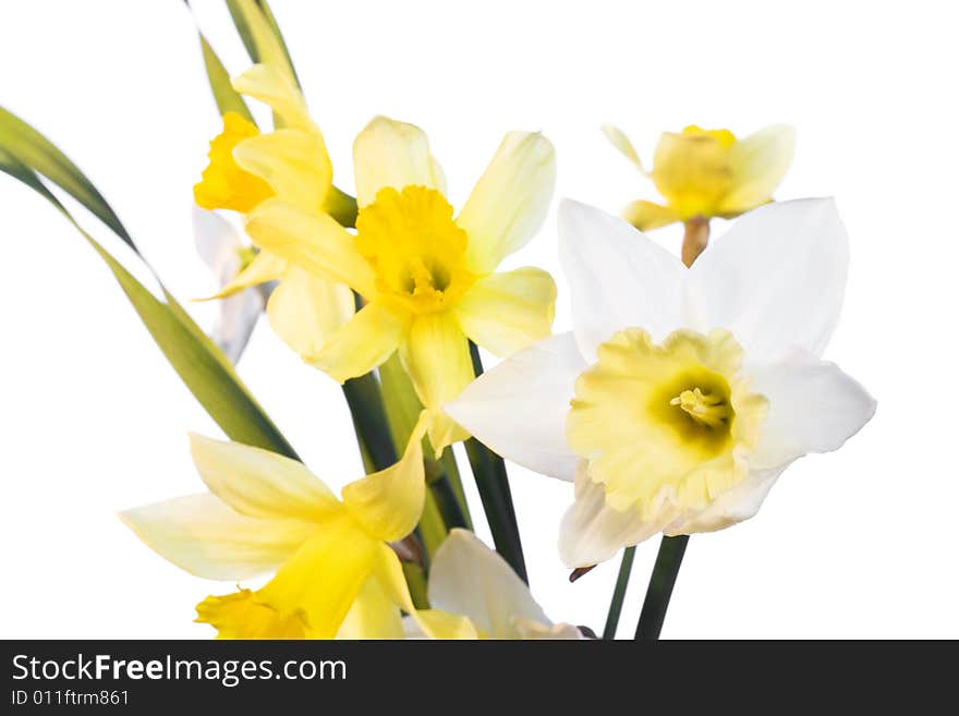 Flower isolated on white background. Flower isolated on white background.