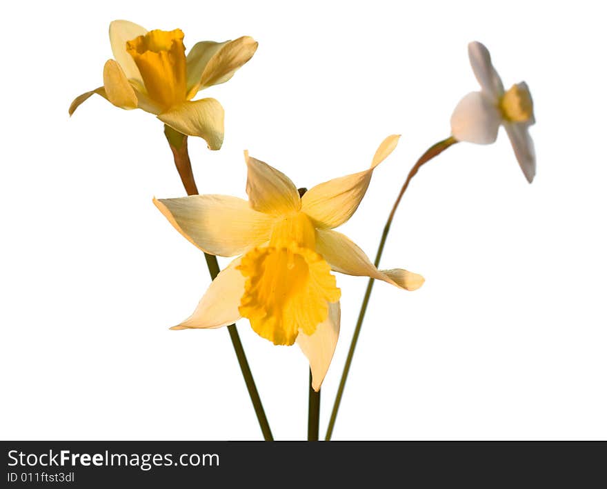 Flower isolated on white background. Flower isolated on white background.