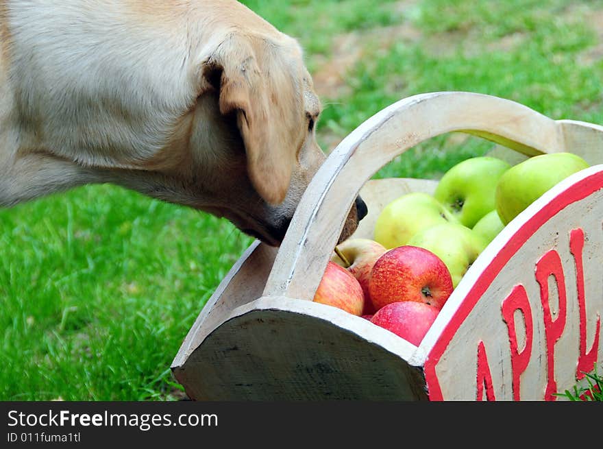 Shot of a labrador puppy looking in a box of apples. Shot of a labrador puppy looking in a box of apples