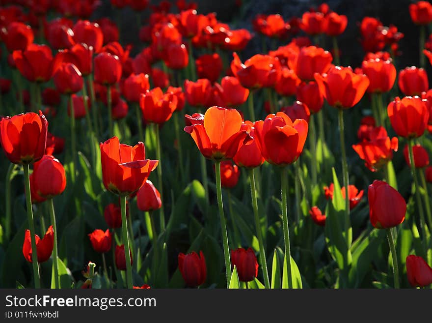 Blossoming tulips in sunset light