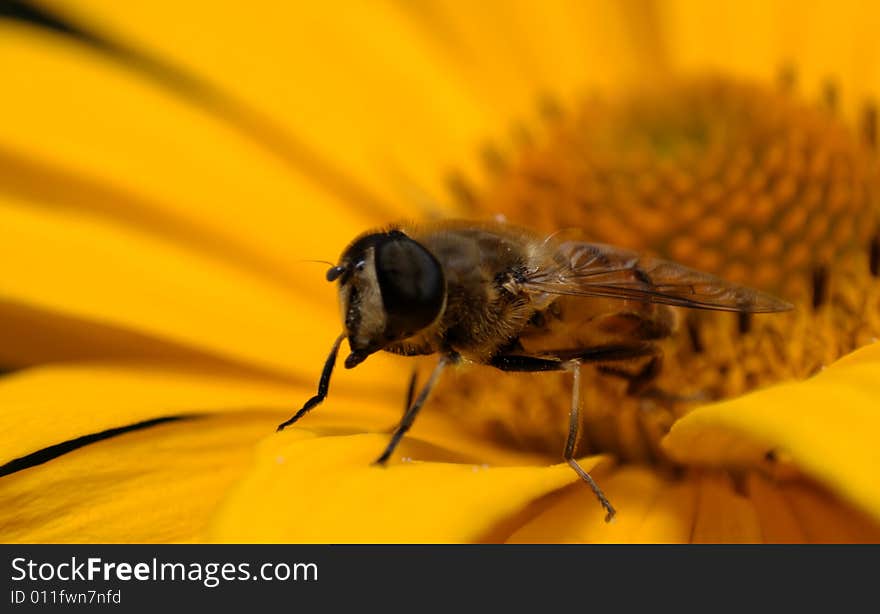 A bee on a yellow marigold flower. Bees are flying insects closely related to wasps and ants. Bees are a monophyletic lineage within the superfamily Apoidea, presently classified by the unranked taxon name Anthophila. There are nearly 20,000 known species of bee, in nine recognized families, though many are undescribed and the actual number is probably higher. They are found on every continent except Antarctica, in every habitat on the planet that contains insect-pollinated flowering plants. A bee on a yellow marigold flower. Bees are flying insects closely related to wasps and ants. Bees are a monophyletic lineage within the superfamily Apoidea, presently classified by the unranked taxon name Anthophila. There are nearly 20,000 known species of bee, in nine recognized families, though many are undescribed and the actual number is probably higher. They are found on every continent except Antarctica, in every habitat on the planet that contains insect-pollinated flowering plants.