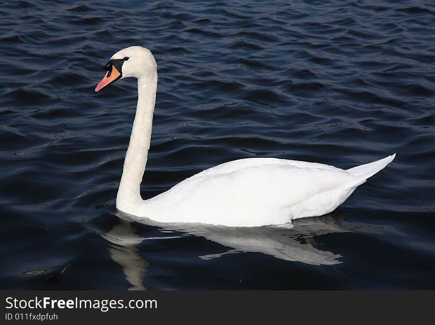 Beautiful swan