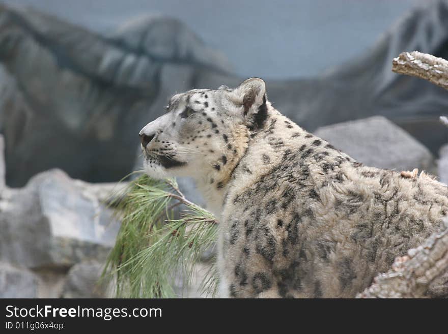 A jaguar rests while gazing at his prey.  The leapord sits and watches attentivley.