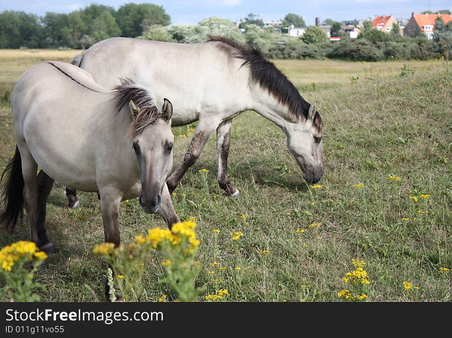 Wild White Horses