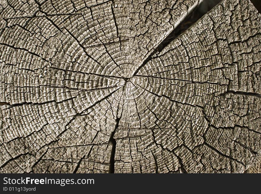 Close-up wooden cut texture. Close-up wooden cut texture.