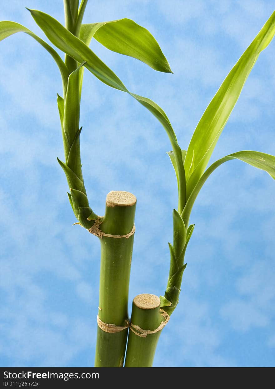 A bamboo plant over a blue 'cloudy' background. A bamboo plant over a blue 'cloudy' background.