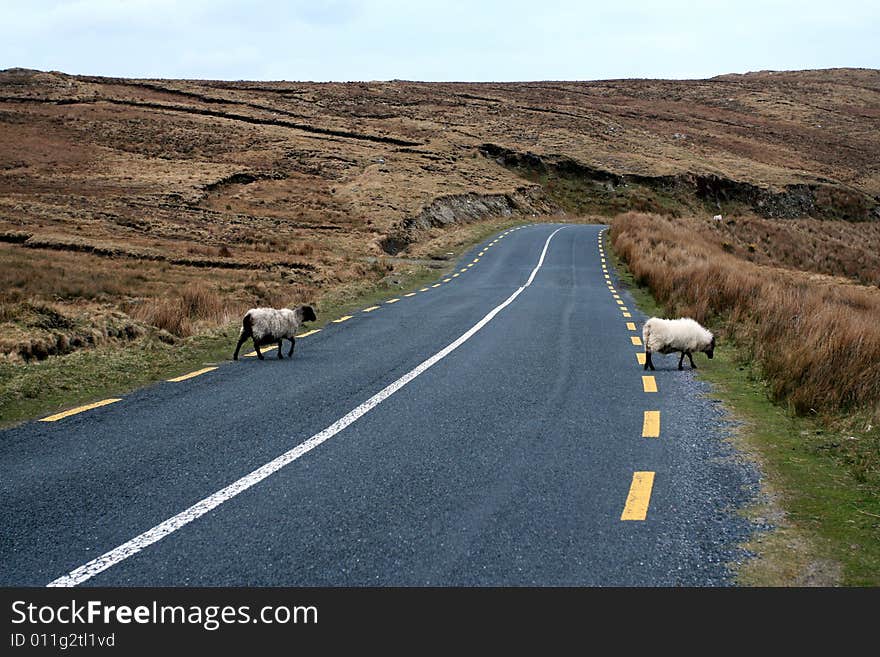 2 sheeps on road