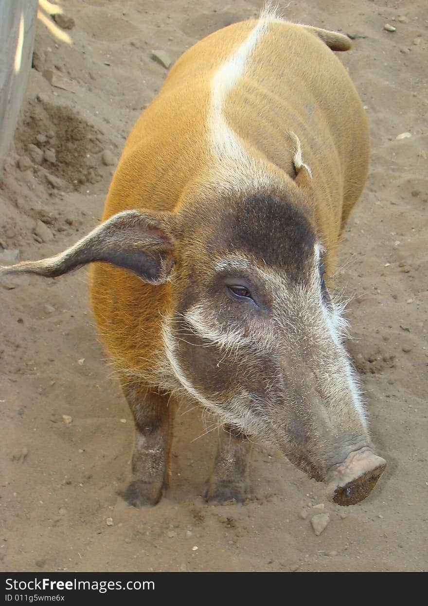 Brush an ear pig Potamochoerus porcus