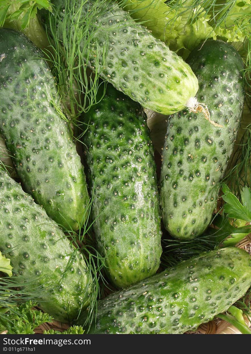 Only just broken cucumbers and fennel for salting