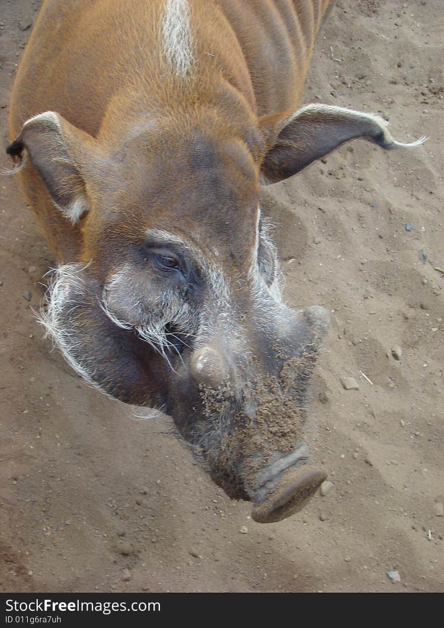 Brush an ear pig Potamochoerus porcus