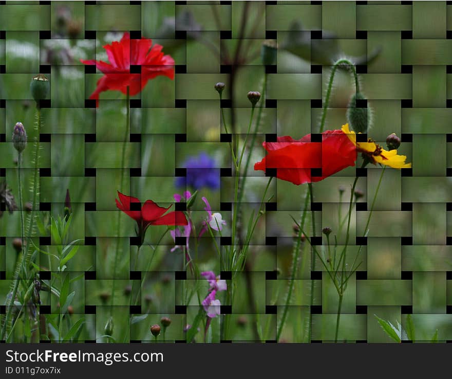 Art illustration with field flowers