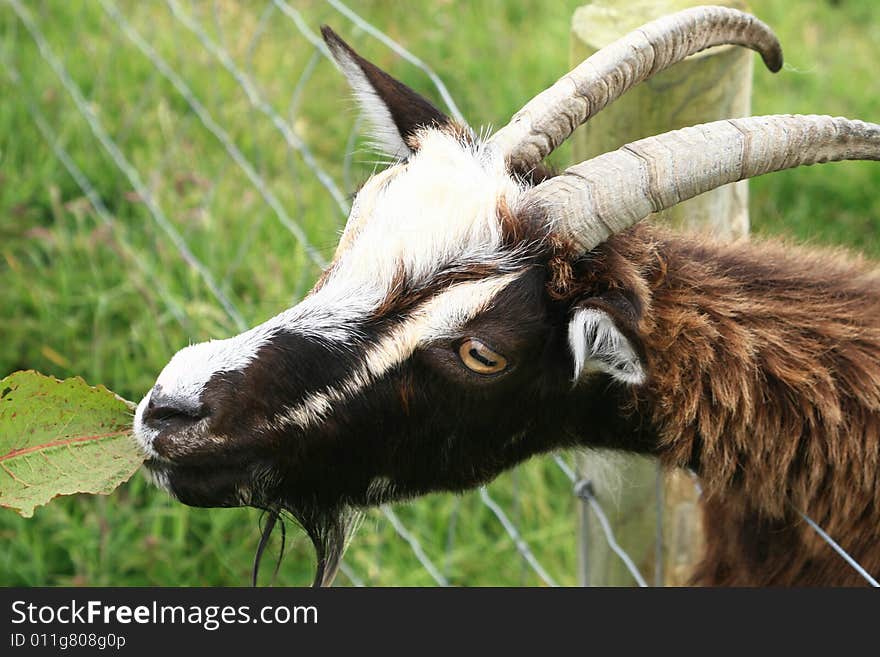 Brown Goat eating leaves, Ireland