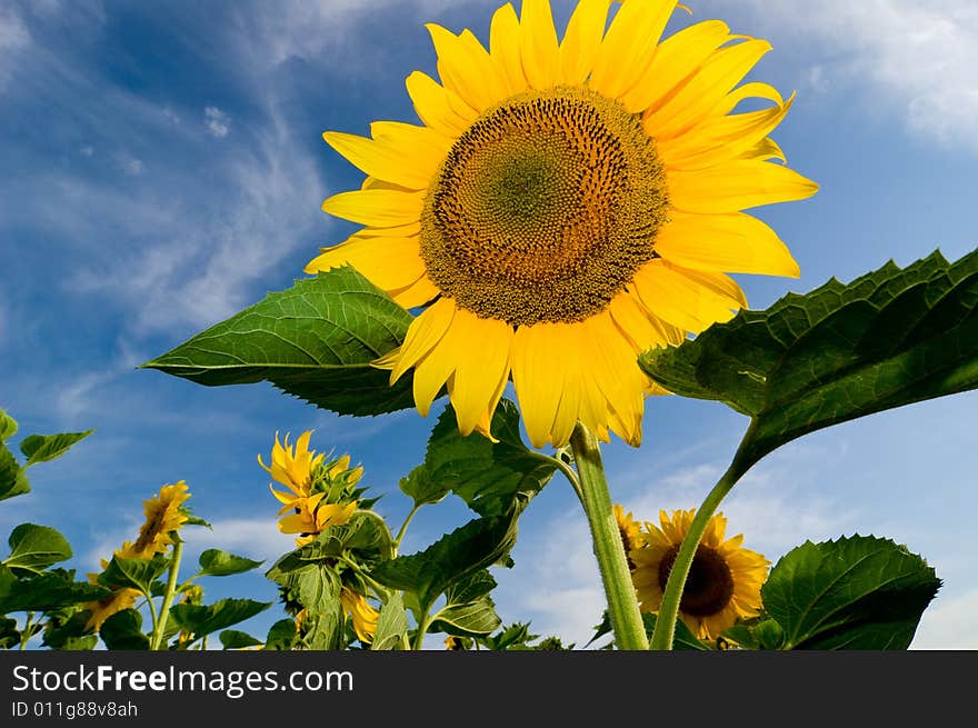 Sunflowers