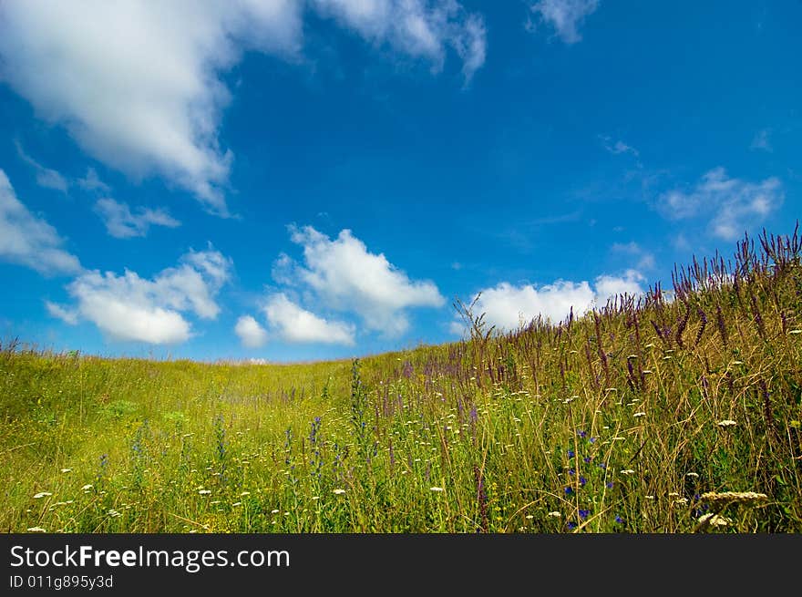 Sunny meadow with wild flowers