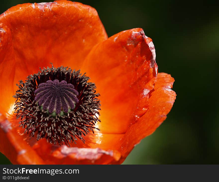 Dark-orange Papaver