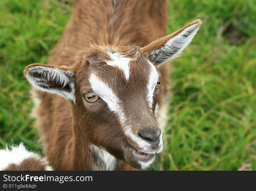 Brown Goat watching me, Ireland. Brown Goat watching me, Ireland