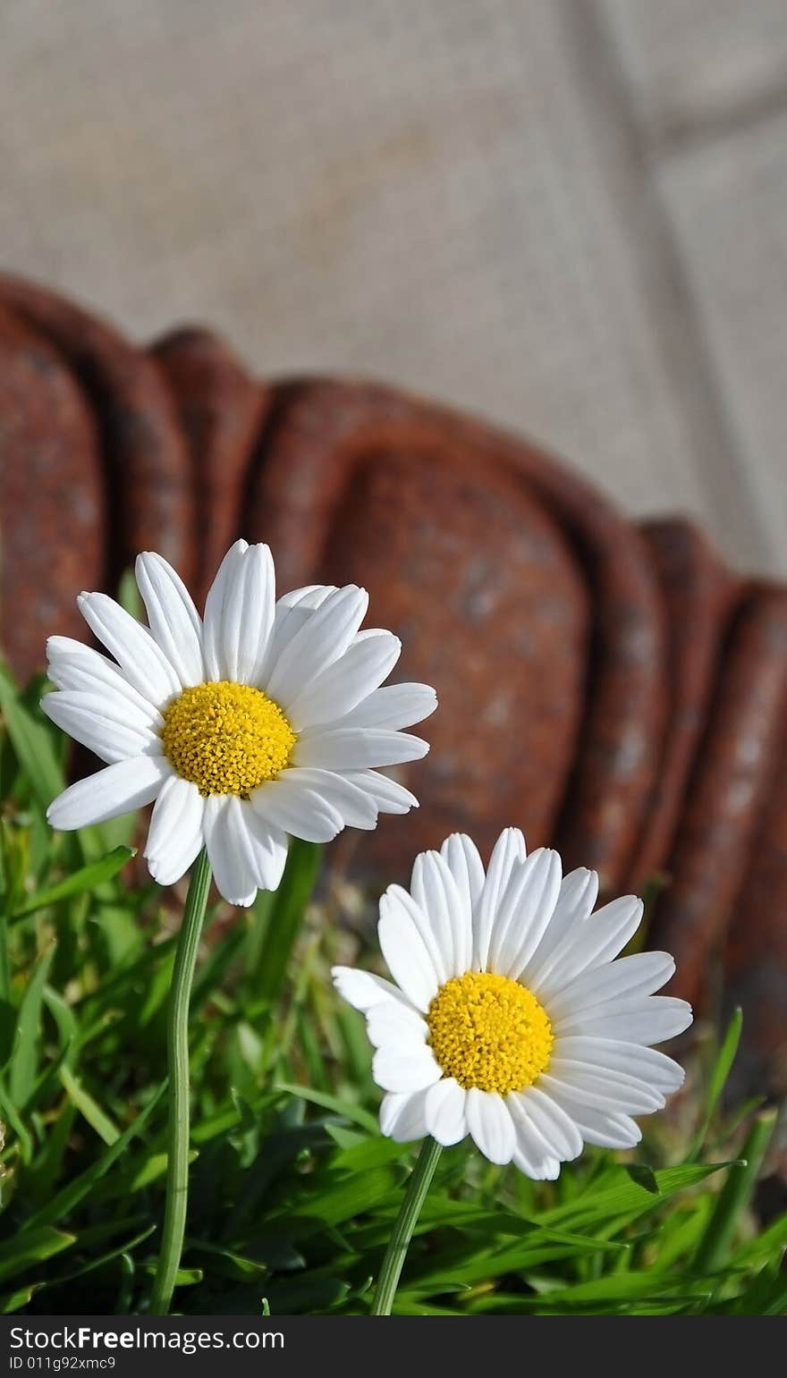 Two beautifull white daisy flowers in a rusty pot. Two beautifull white daisy flowers in a rusty pot